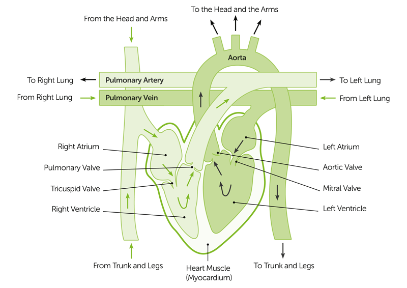 Roles of Your Four Heart Valves